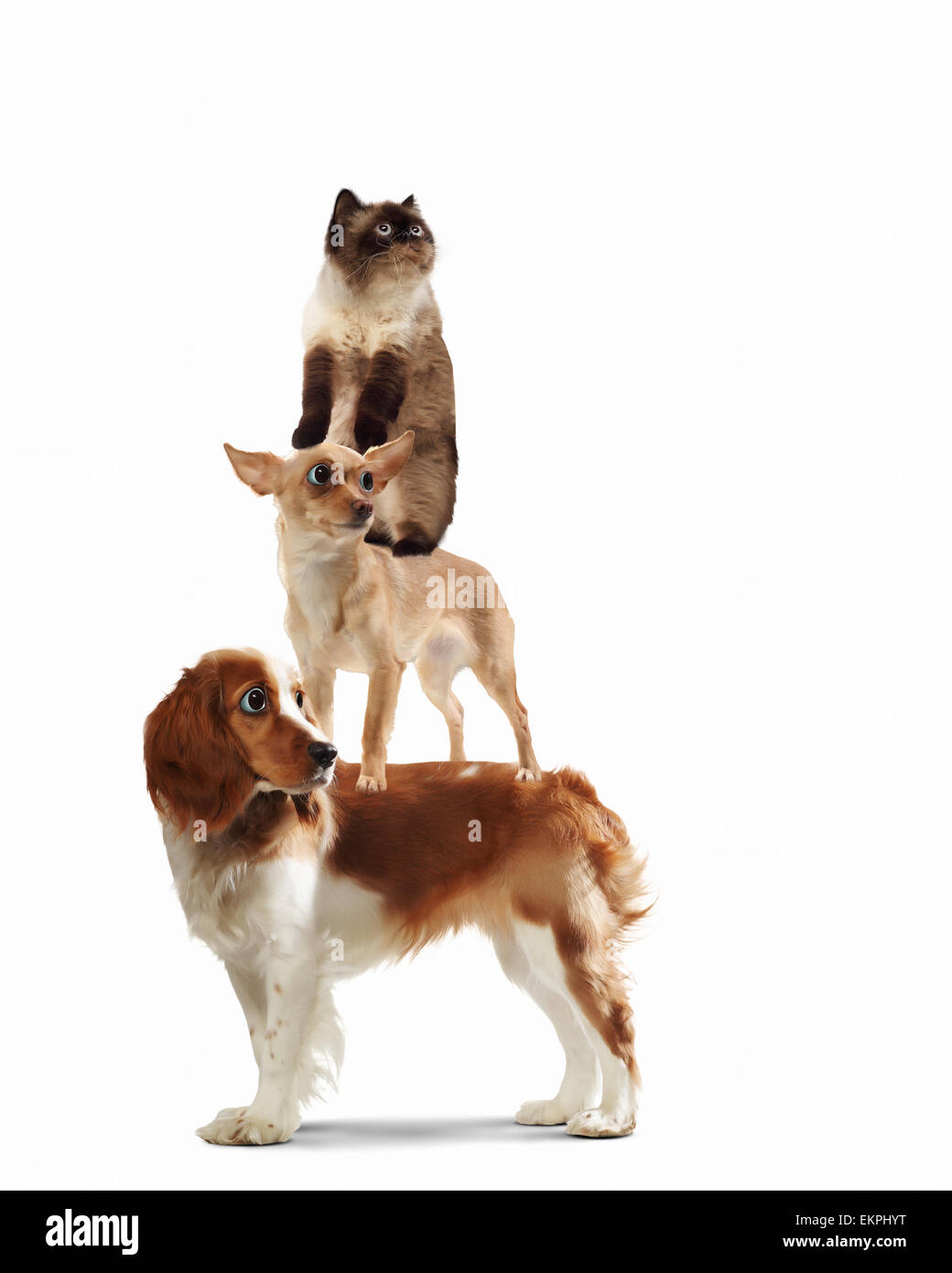 Three home pets Stock Photo