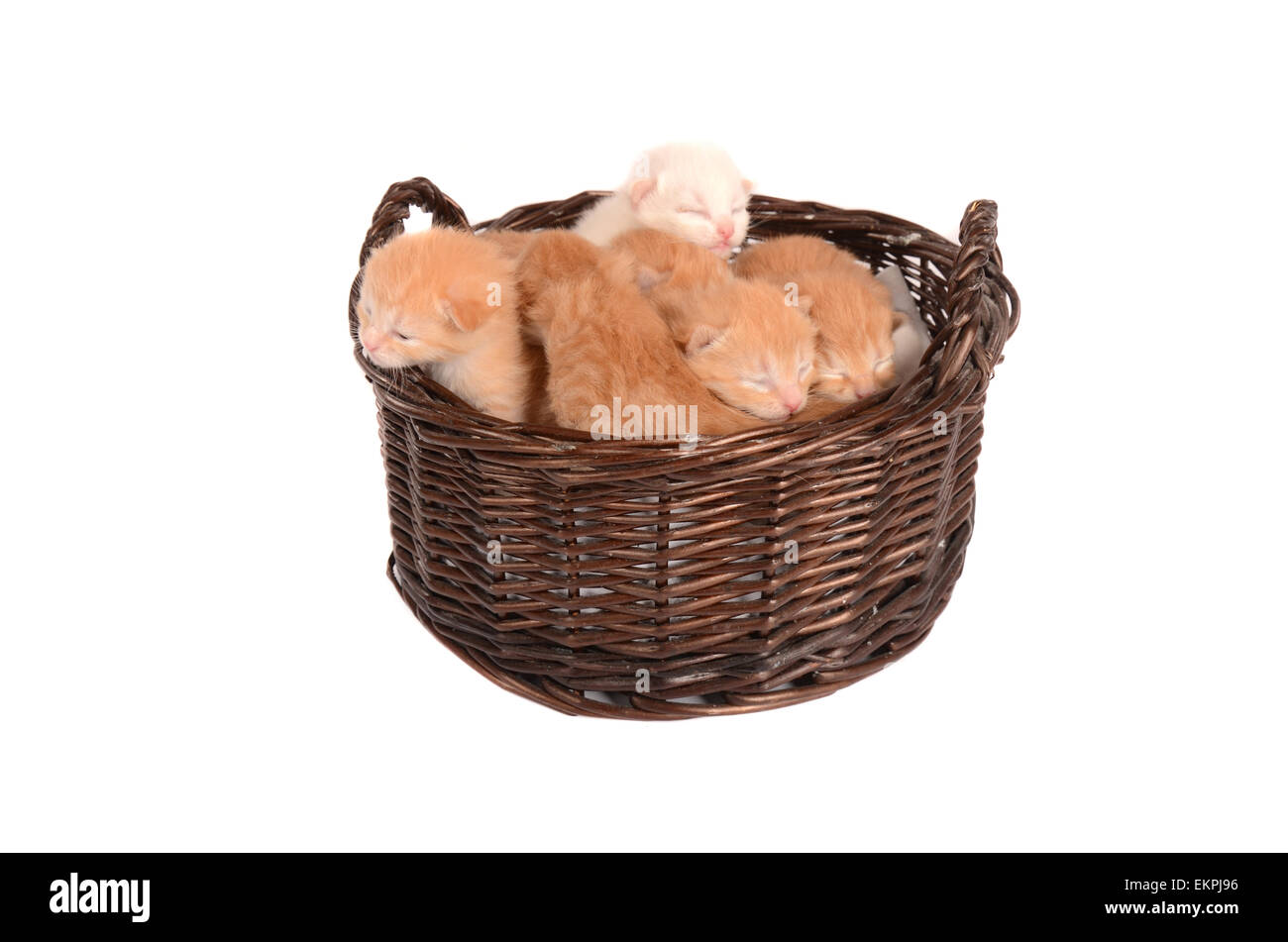 Ginger Kittens in a Basket Stock Photo