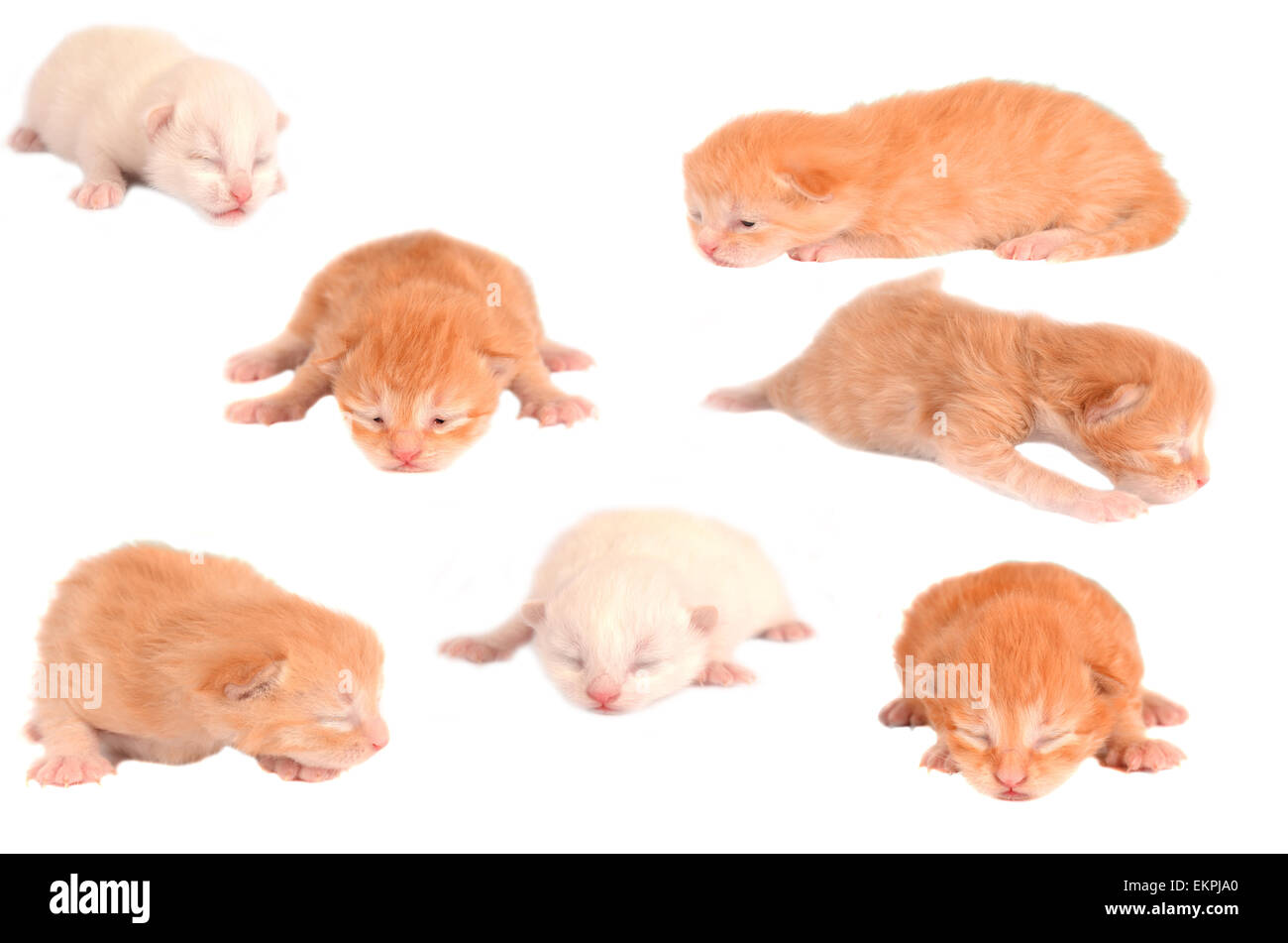 Newborn Kittens on White Stock Photo