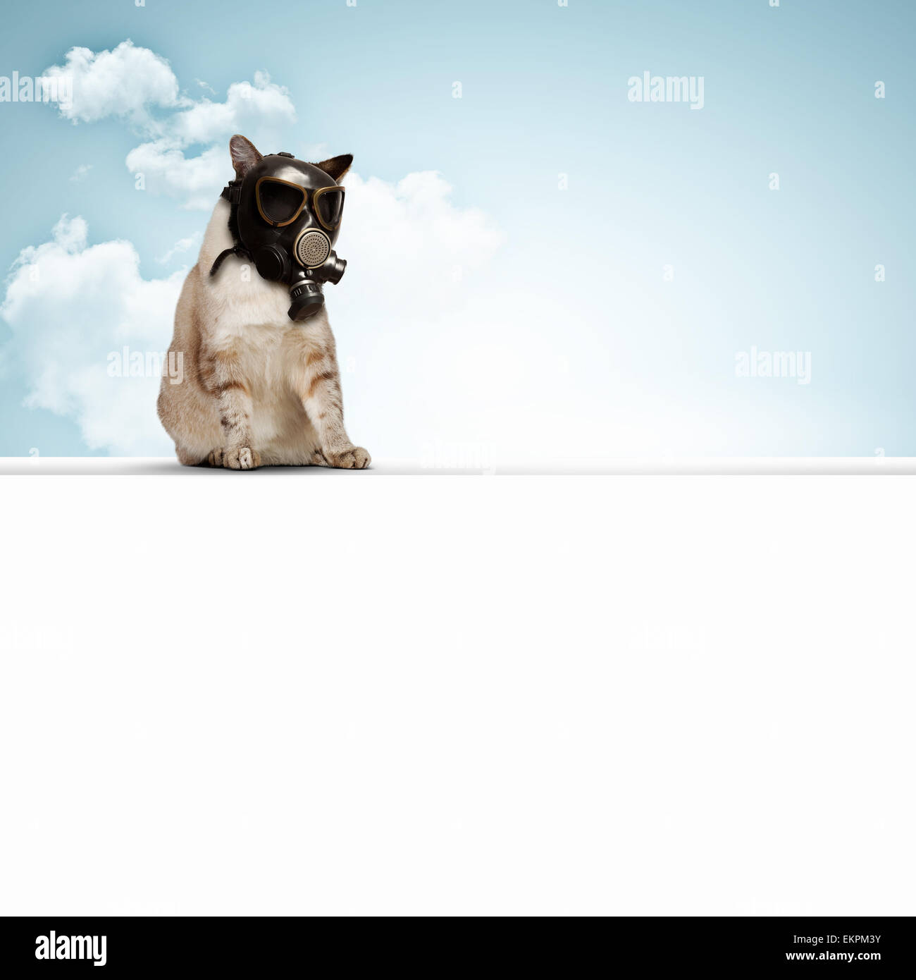 Cat in gas mask Stock Photo Alamy