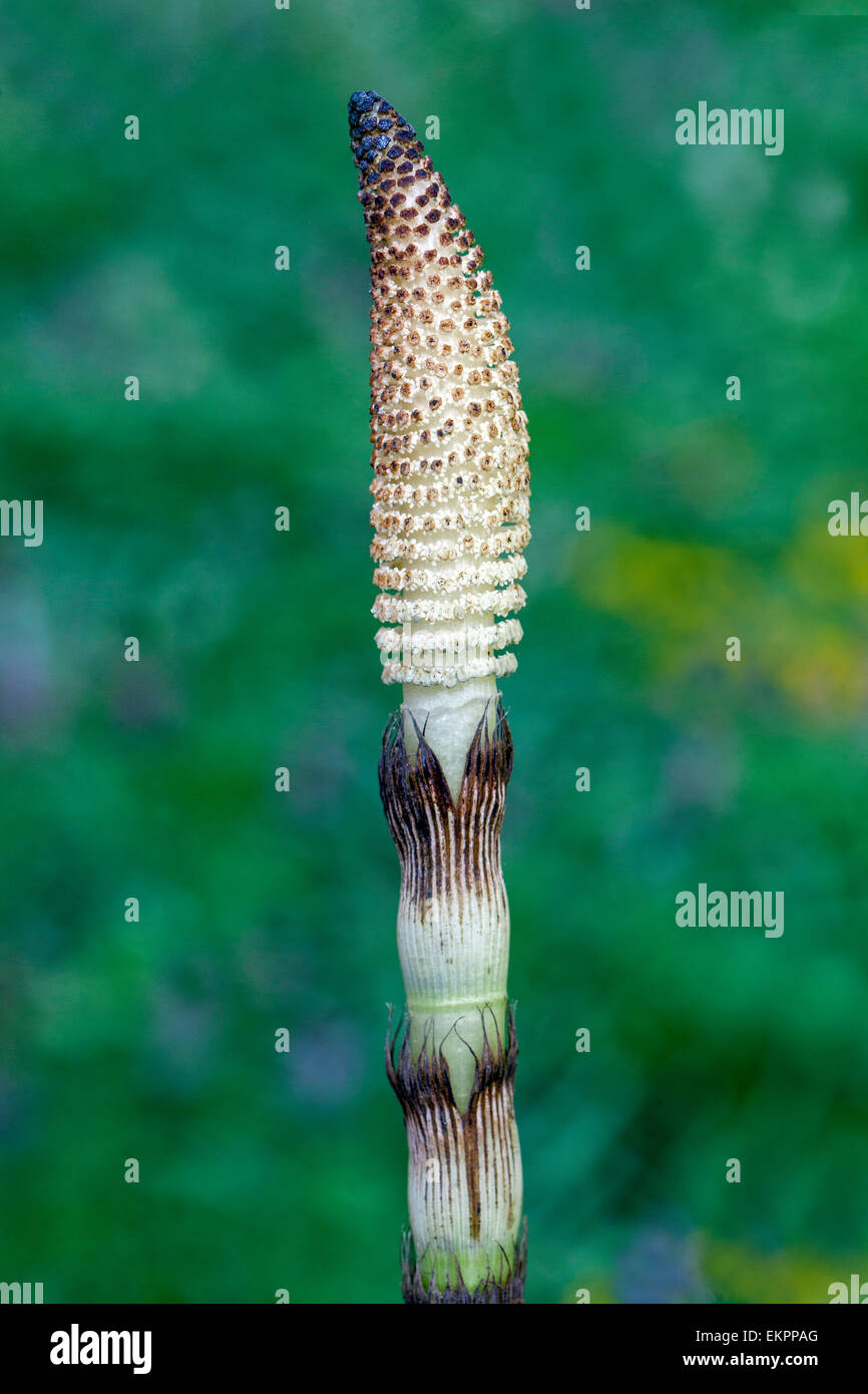 Great Horsetail plant close up Equisetum telmateia Strobilus Stock Photo