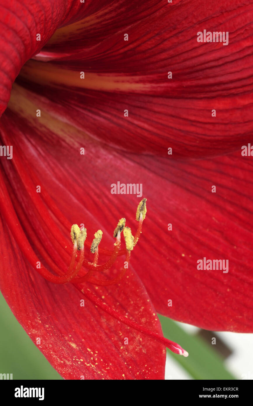 Amaryllis blossoming in a south Texas garden. Stock Photo