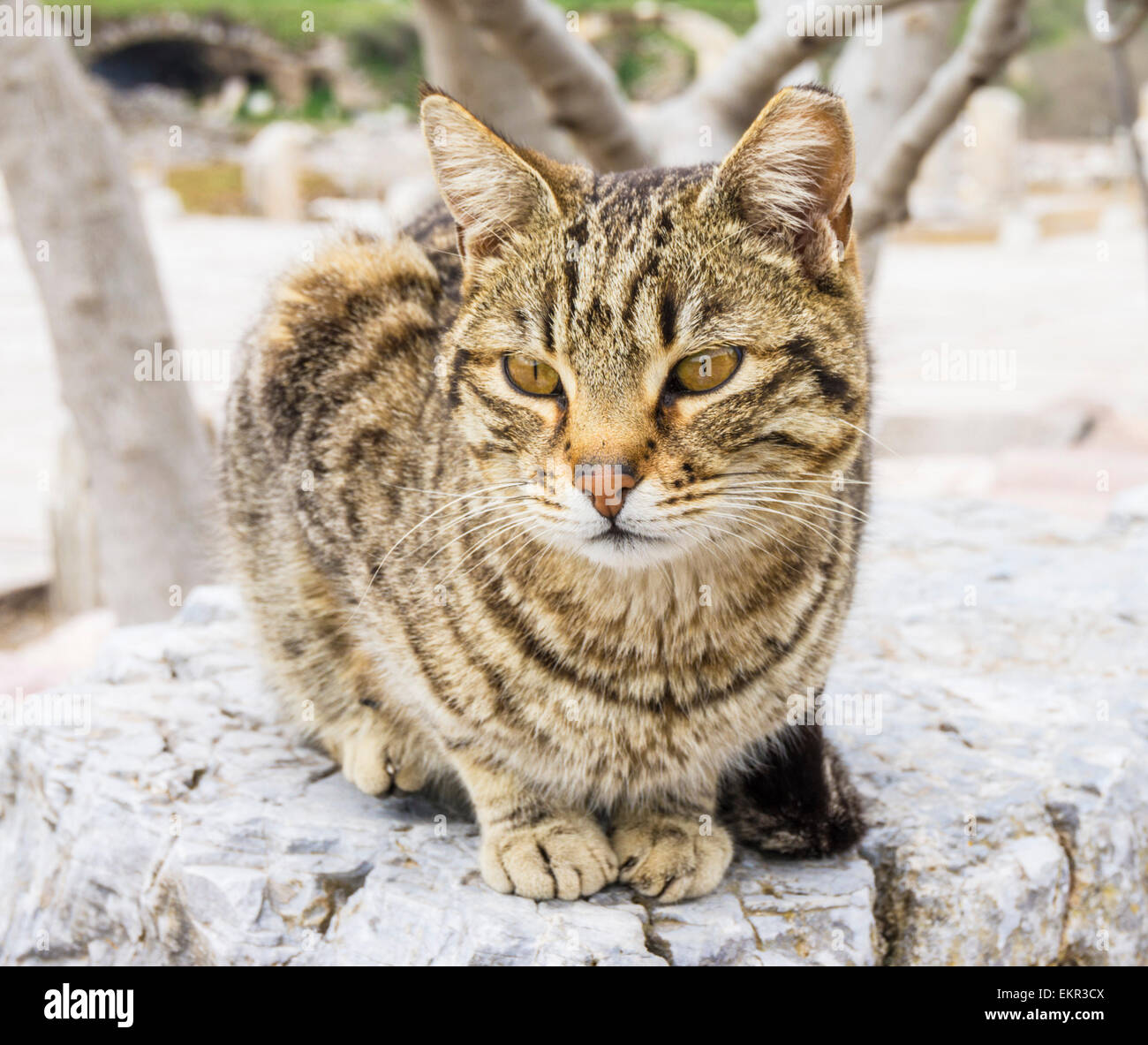 Tabby Cat in Ephesus ruins, Selcuk, İzmir Province, Aegean Region, Turkey Stock Photo