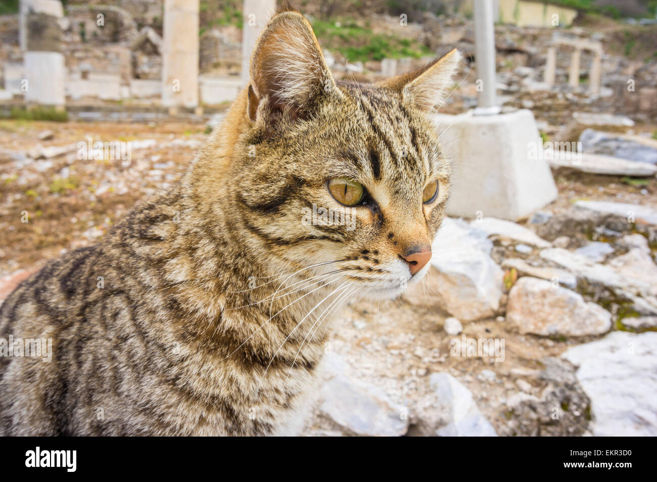 Tabby Cat in Ephesus ruins, Selcuk, İzmir Province, Aegean Region, Turkey Stock Photo