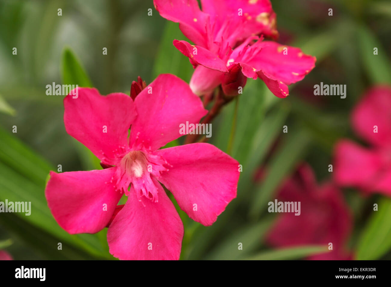 Oleander blossoms and buds growing in a south Texas flower garden. Stock Photo