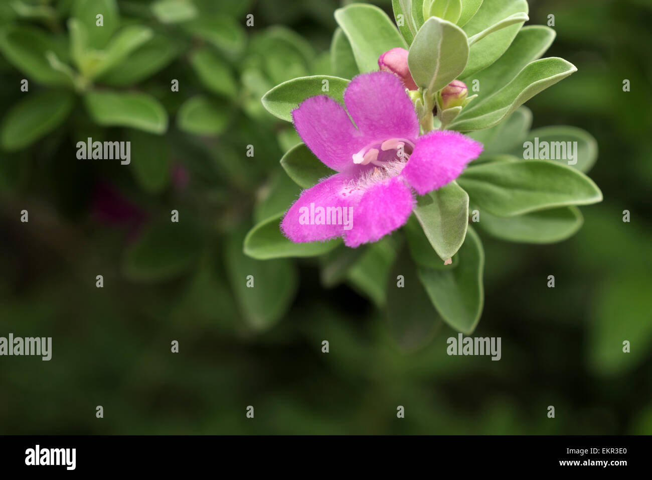 Sage blossoms flowering in a south Texas garden Stock Photo Alamy