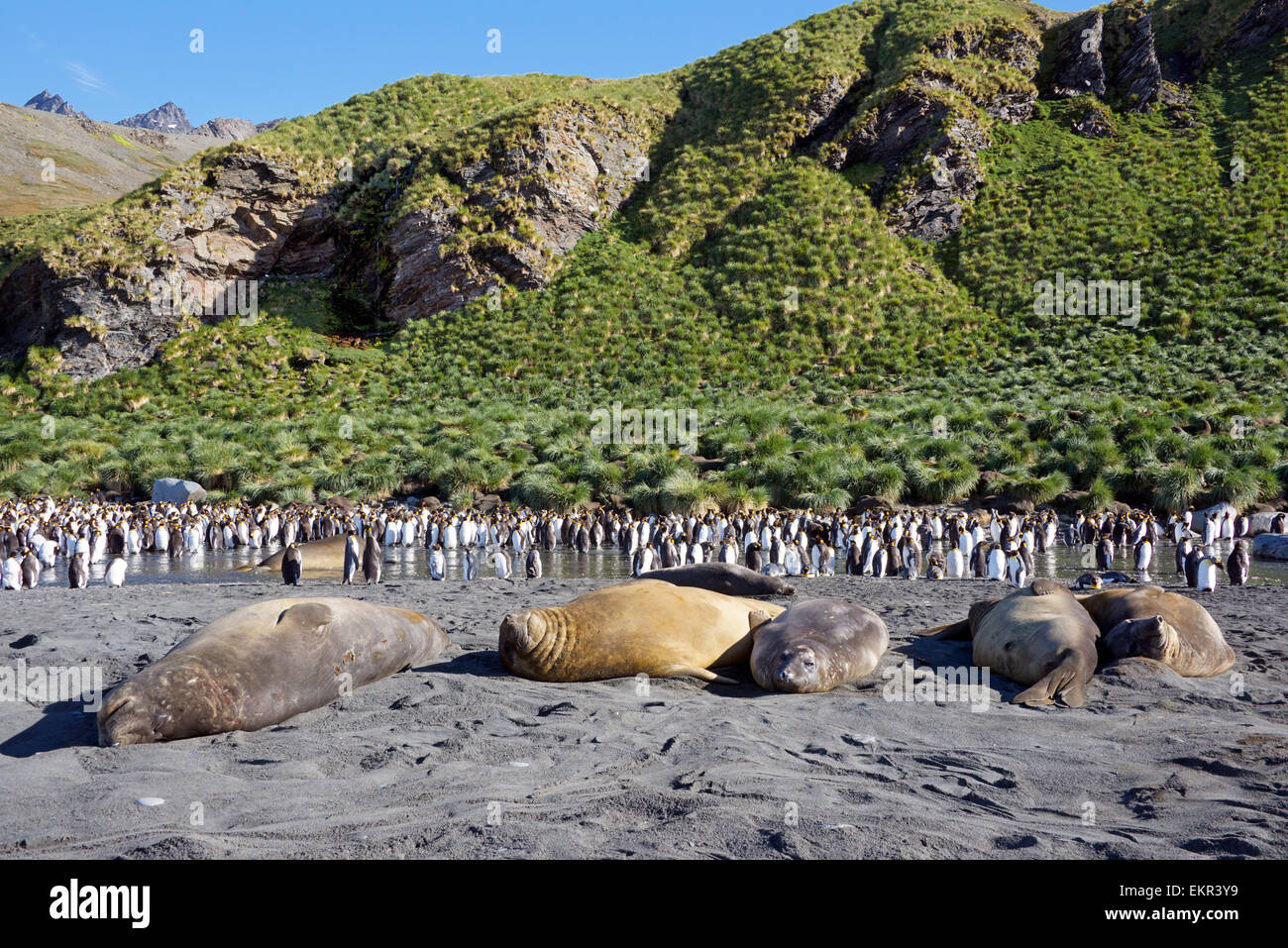 Group of basking Elephant seals and King Penguins Gold Harbour South Georgia Stock Photo