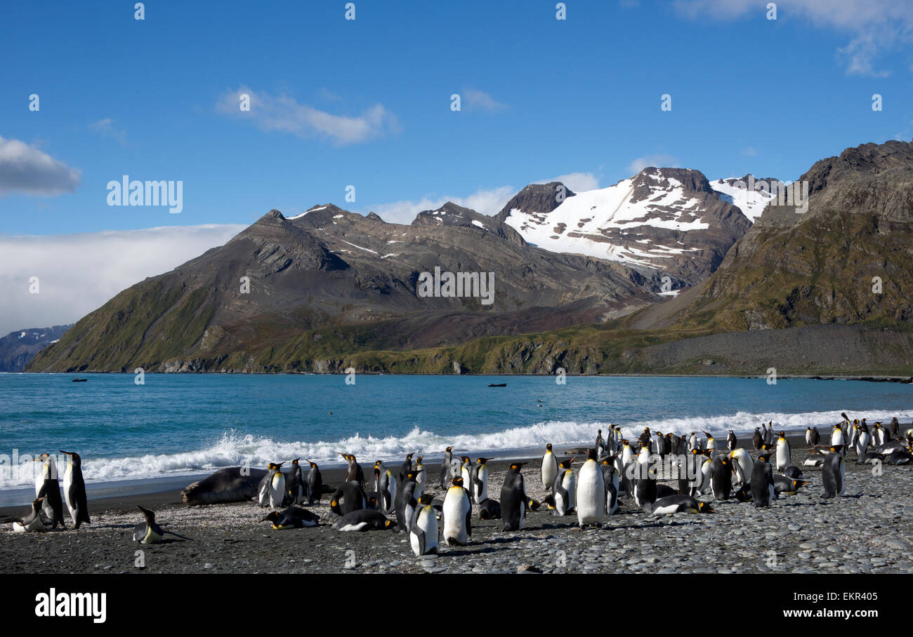King Penguin colony and snowcapped mountains Gold Harbour South Georgia Stock Photo