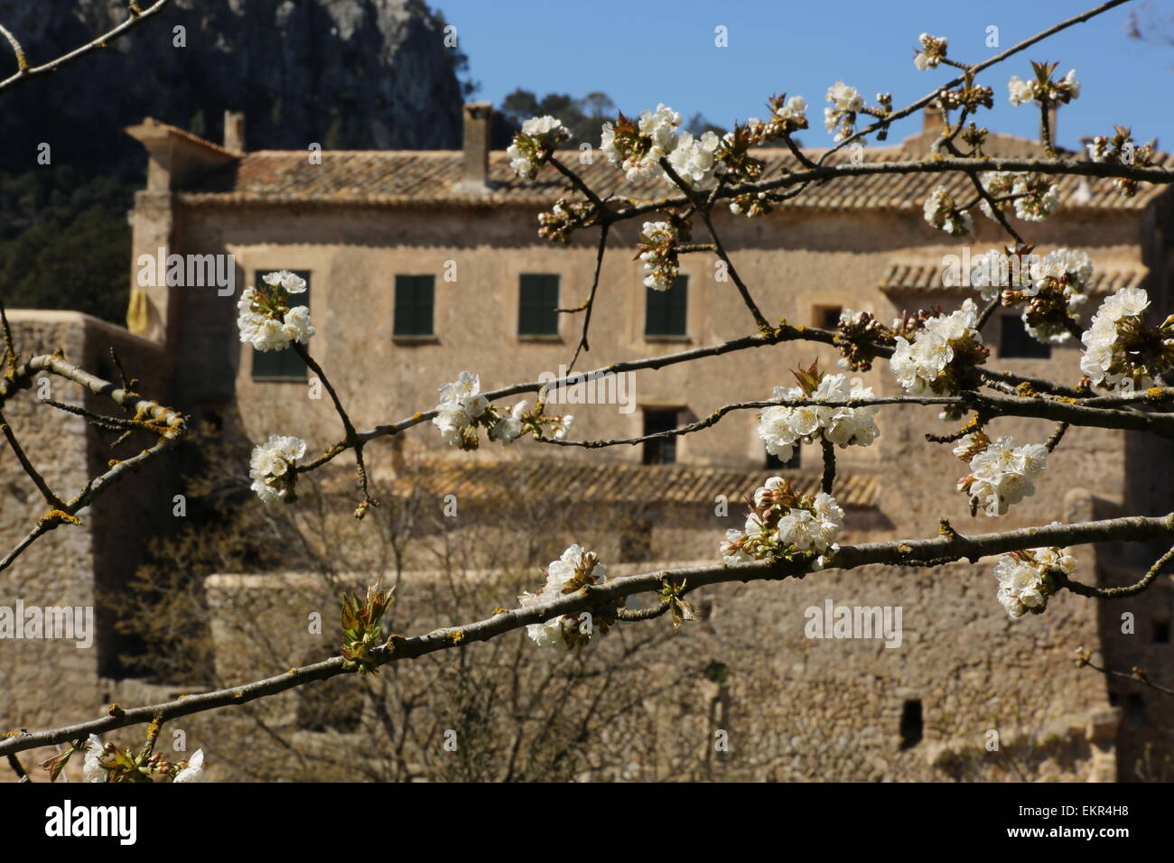 Cherry blossom old manor house mallorca Majorca Orient village Stock