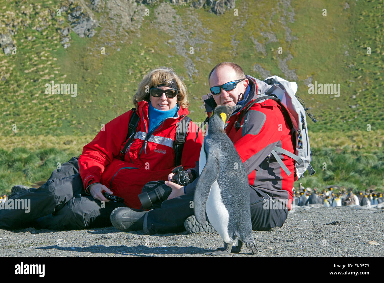 Two tourists and King Penguin Gold Harbour South Georgia Stock Photo