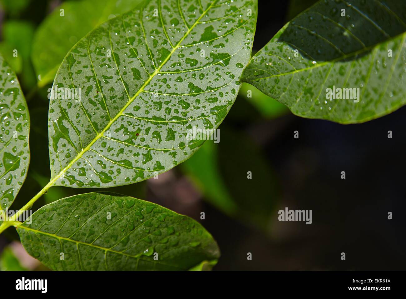 Vivid green leaves tree hi-res stock photography and images - Alamy