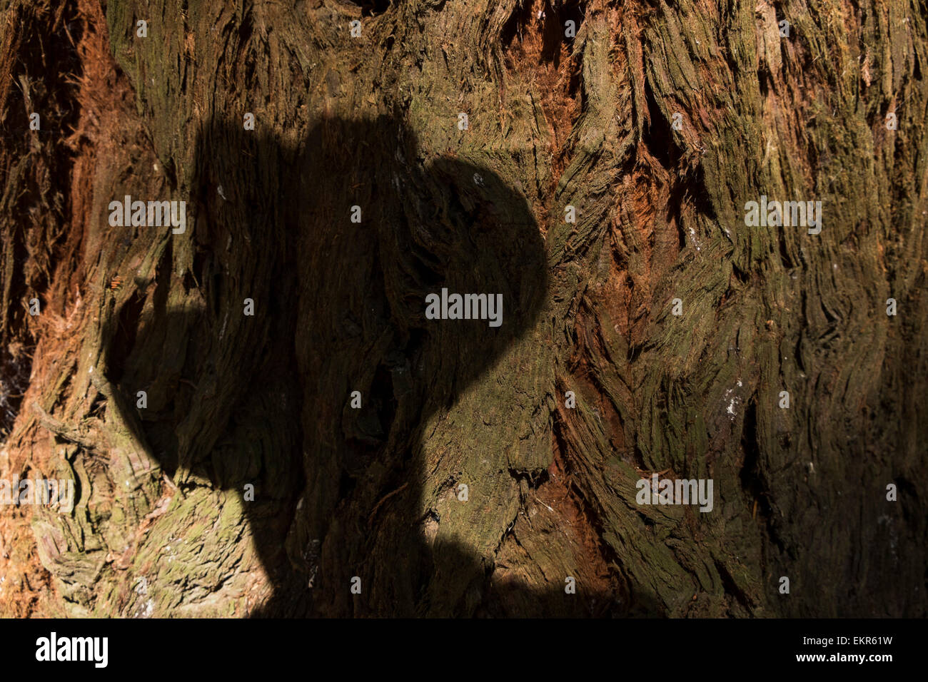 Close up of shadow on redwood tree bark, the photographers head and hat, Te Mata, New Zealand. Stock Photo