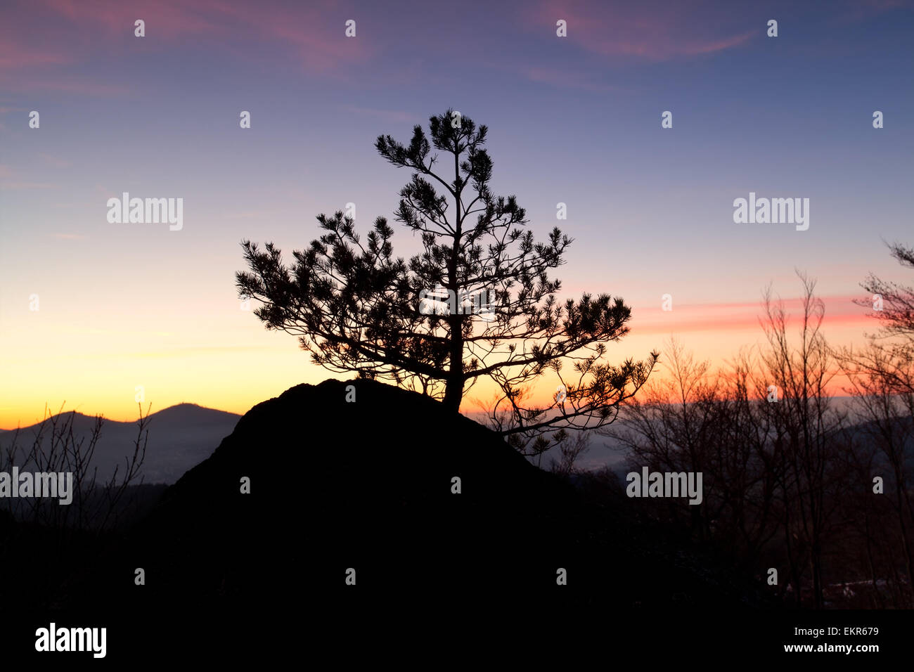 Pine tree black silhouette hi-res stock photography and images - Alamy