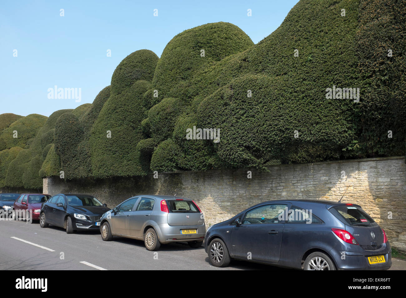Shaped Trees in Corsham Court seen from the street in Corsham in Wiltshire Stock Photo
