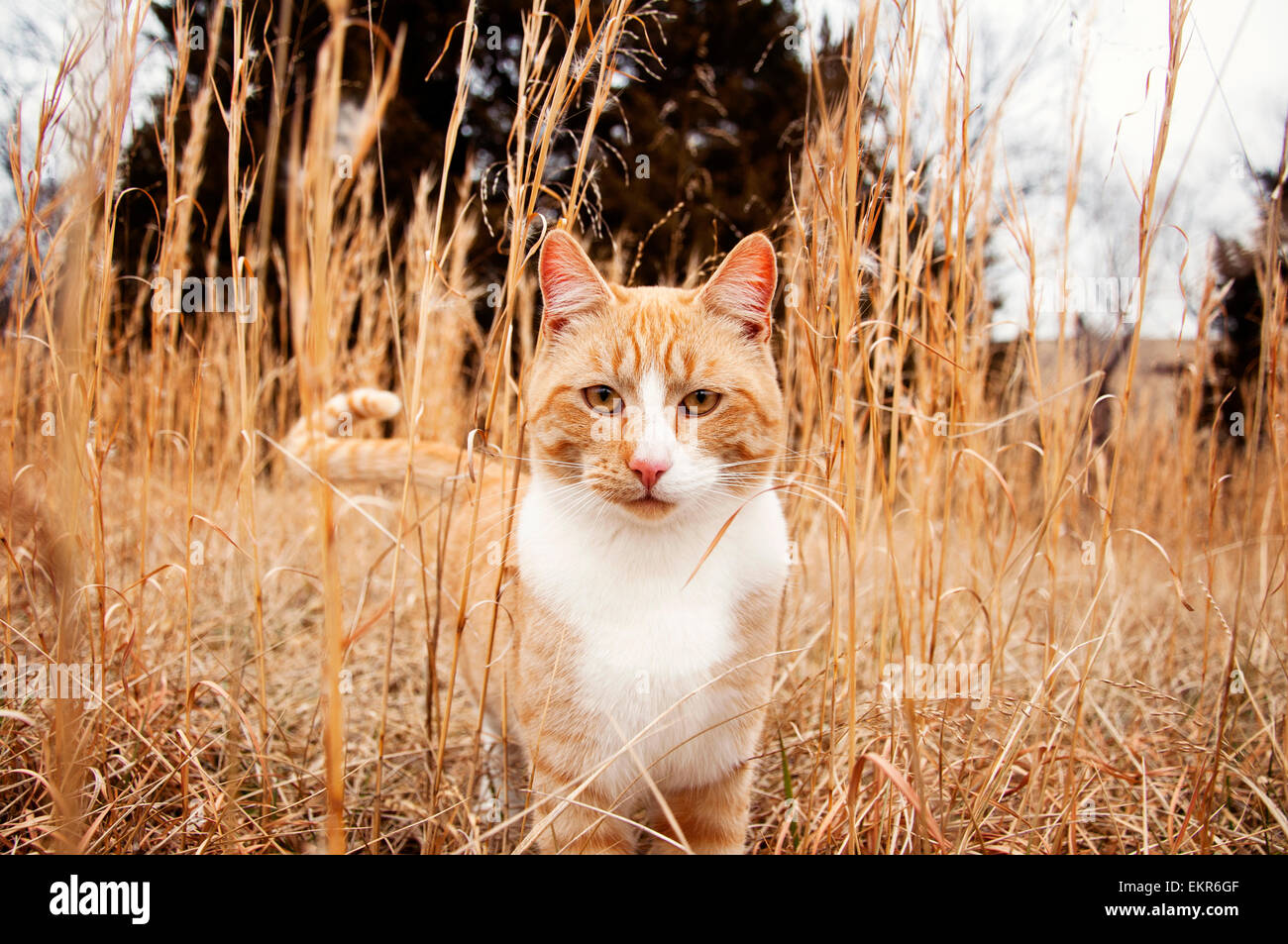 Large male cat in tall meadow Stock Photo