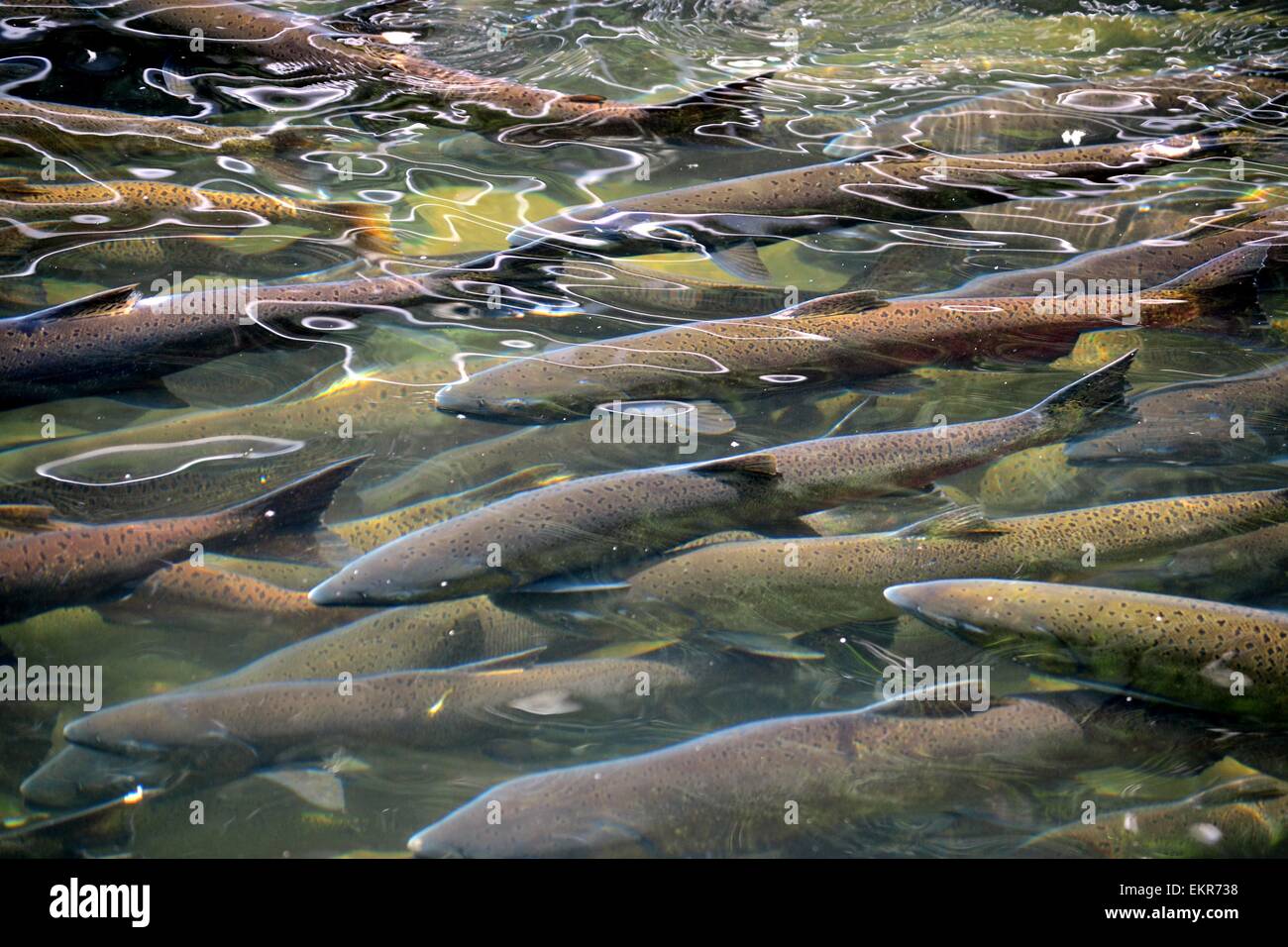 Salmon Run Stock Photo