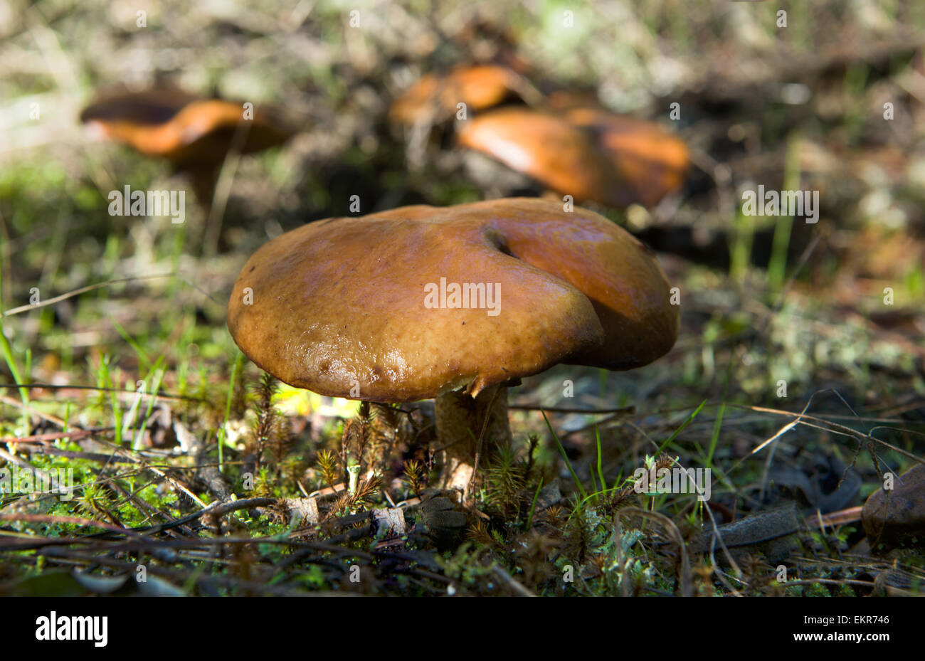 Suillus bellinii is a pored mushroom of the genus Suillus in the Suillaceae family. It is found in coastal pine forests of south Stock Photo
