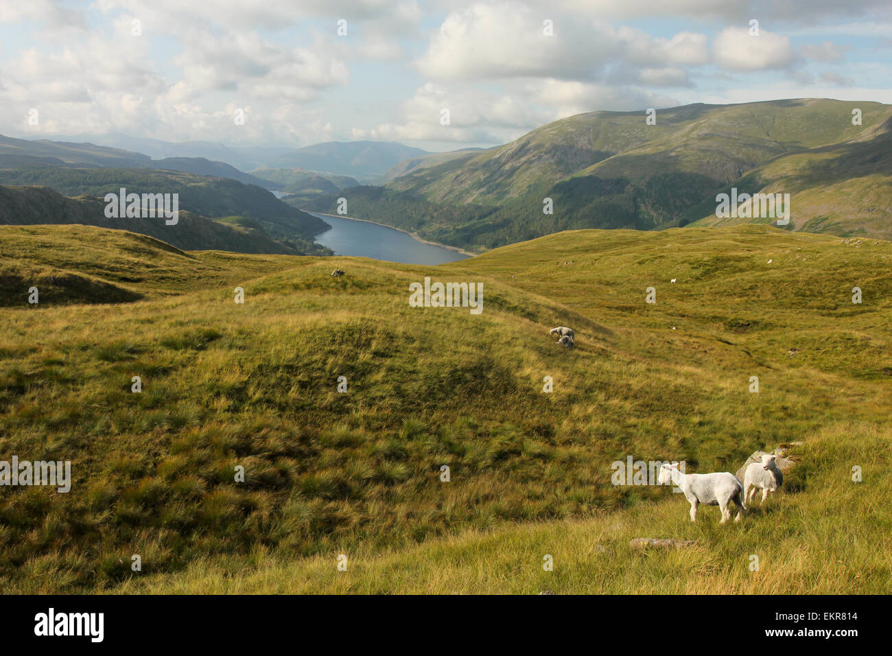 Thirlmere and Helvellyn from Steel Fell, summer evening Stock Photo