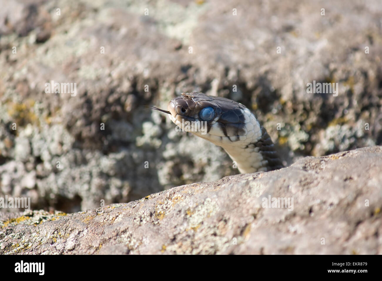 Head of the grass snake in a crevice between the stones Stock Photo
