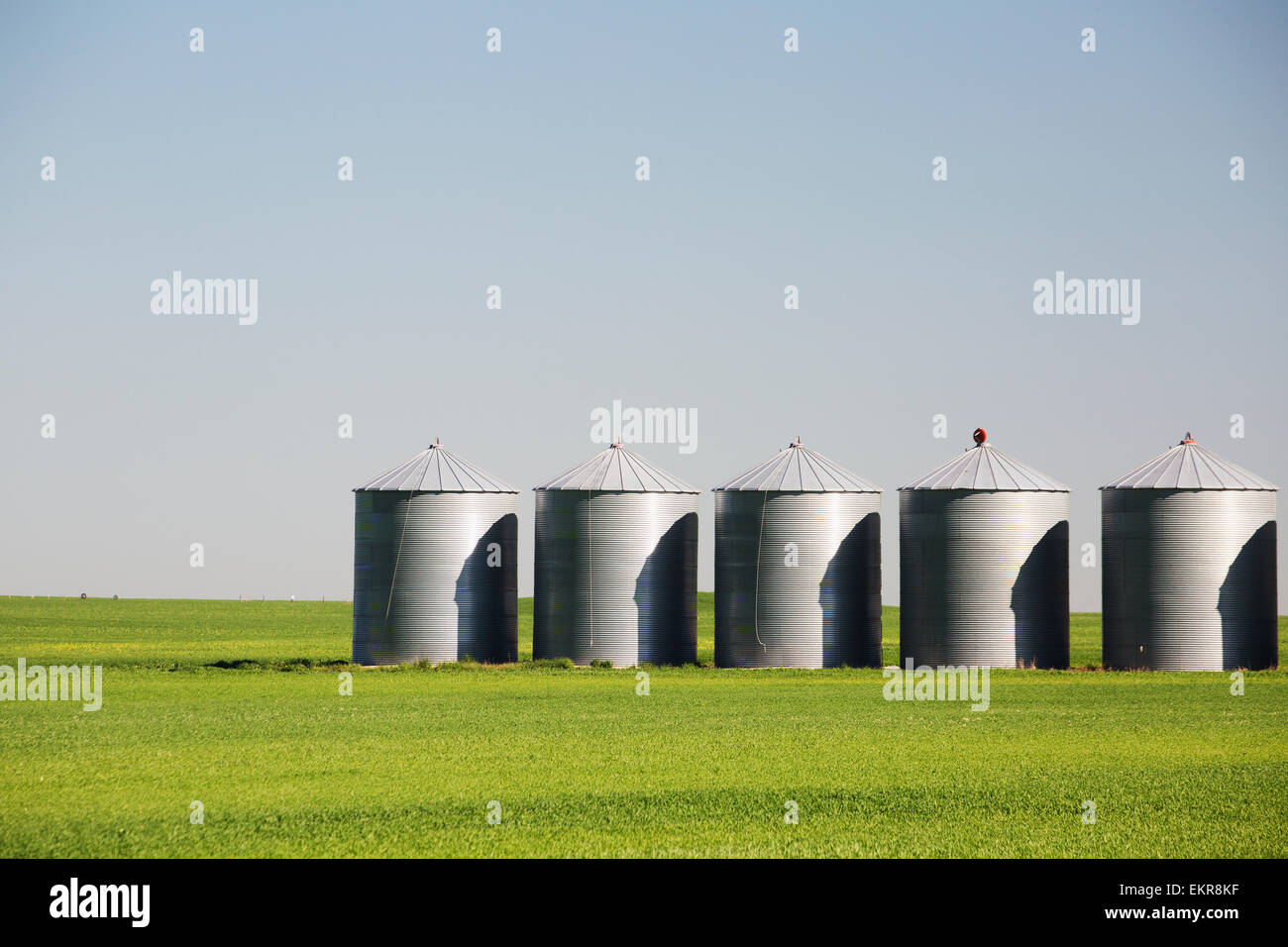 Metal grain bins in a green field with blue sky; Alberta, Canada Stock