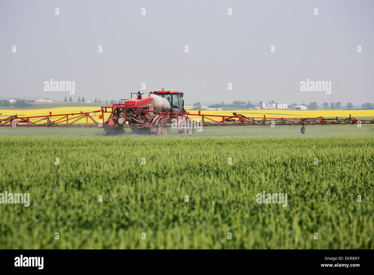 Crop sprayer in green grain crop spraying field with flowering canola