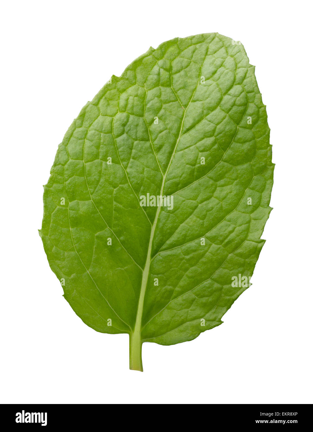 Single Fresh Mint Leaf. The image is a cut out, isolated on a white background. Stock Photo