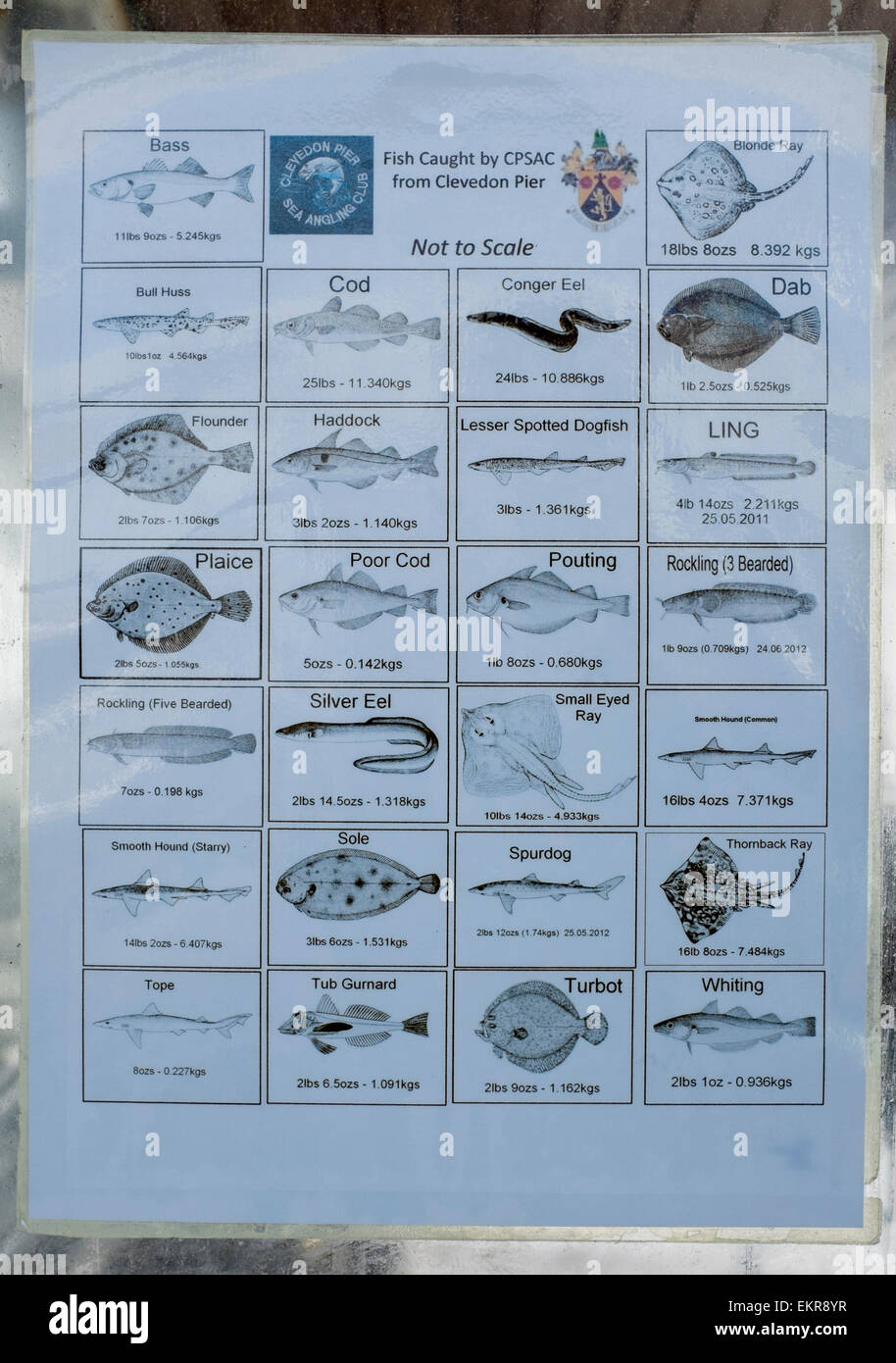 Notice at the end of Clevedon Pier showing types of fish caught by local sea angling club Stock Photo