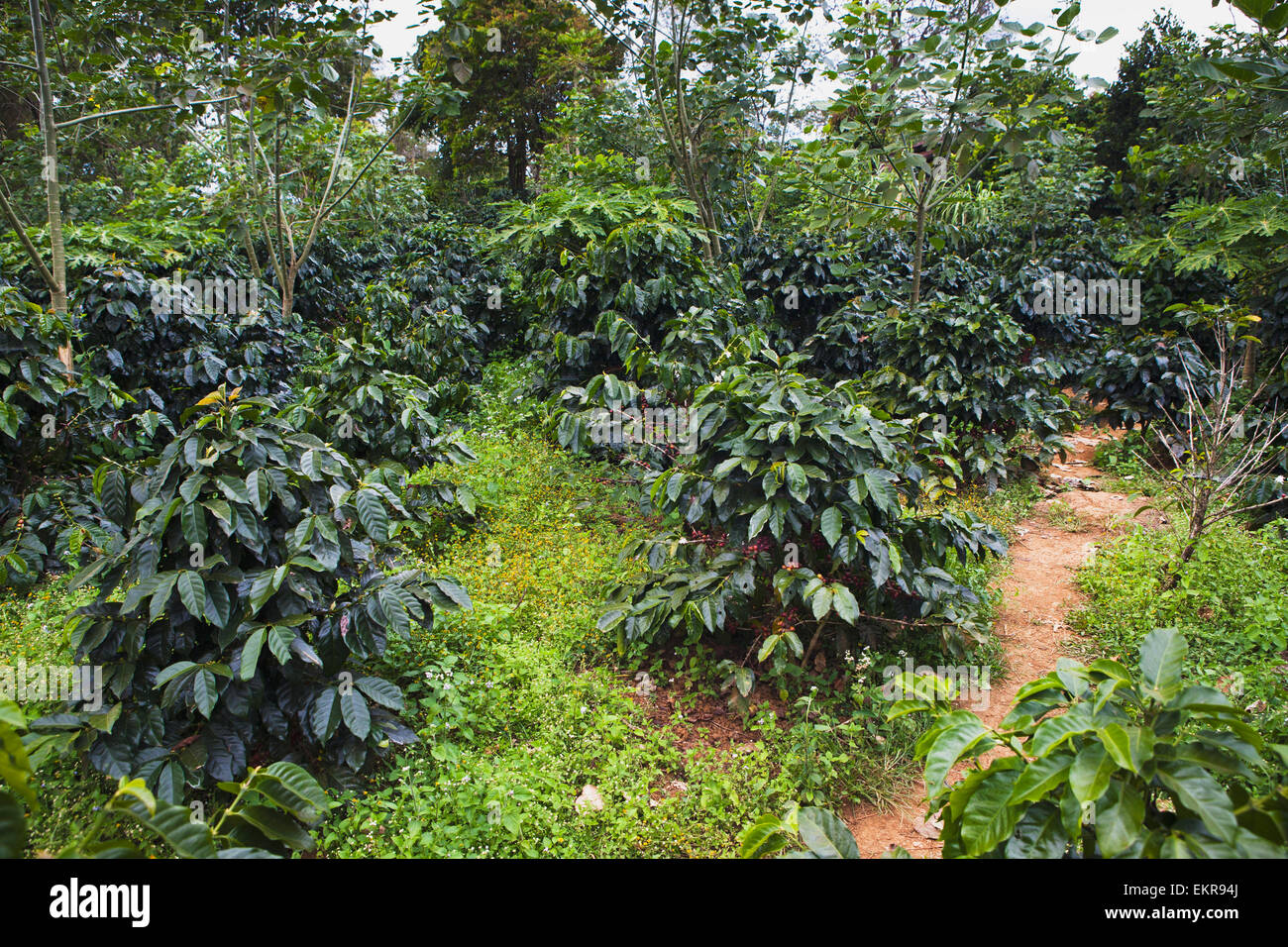Coffee plantation in the Bolaven plateau; Laos Stock Photo Alamy