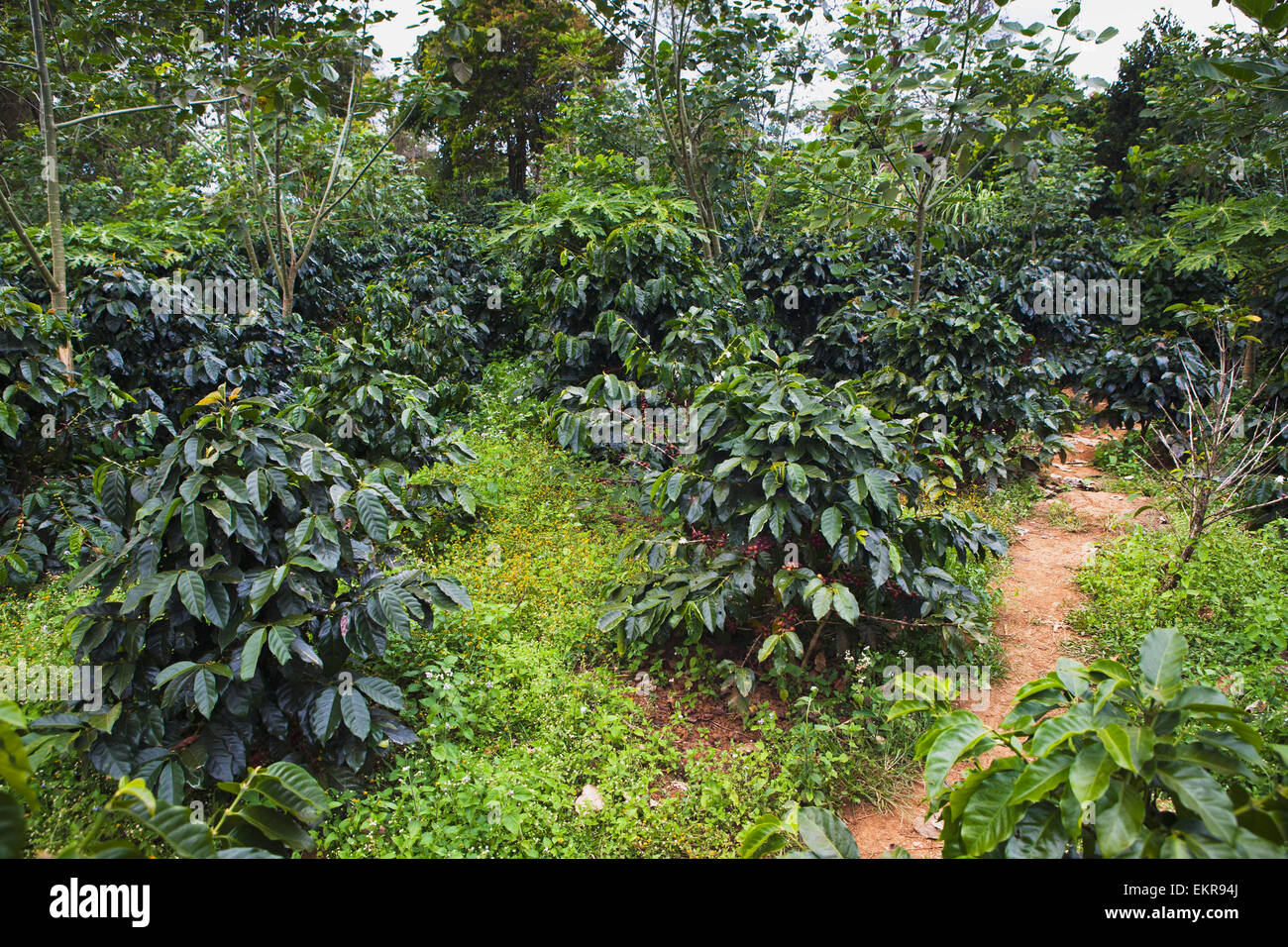 Coffee plantation in the Bolaven plateau; Laos Stock Photo