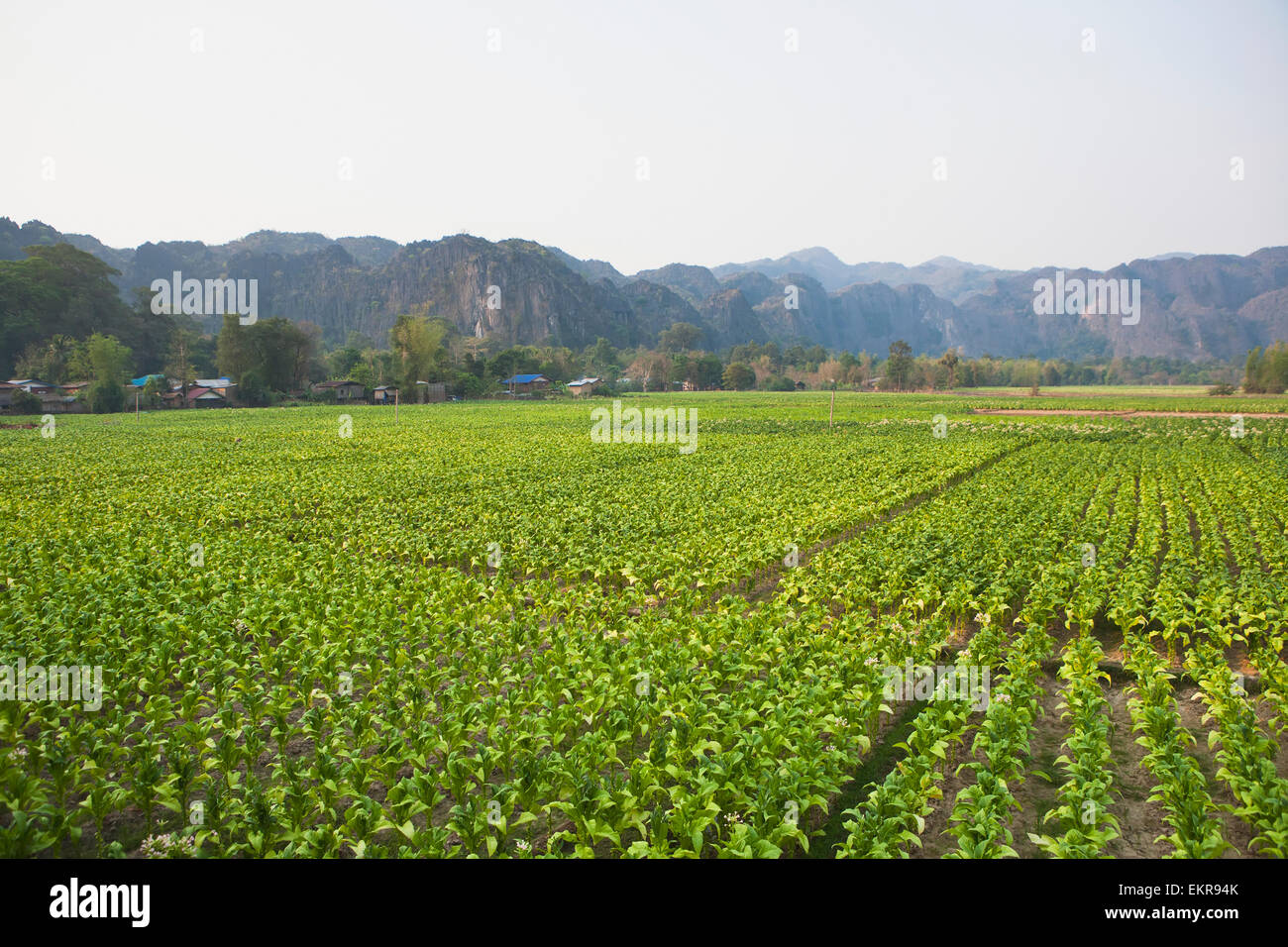 A beautiful morning among the rice fields; Kong Lor, Laos Stock Photo