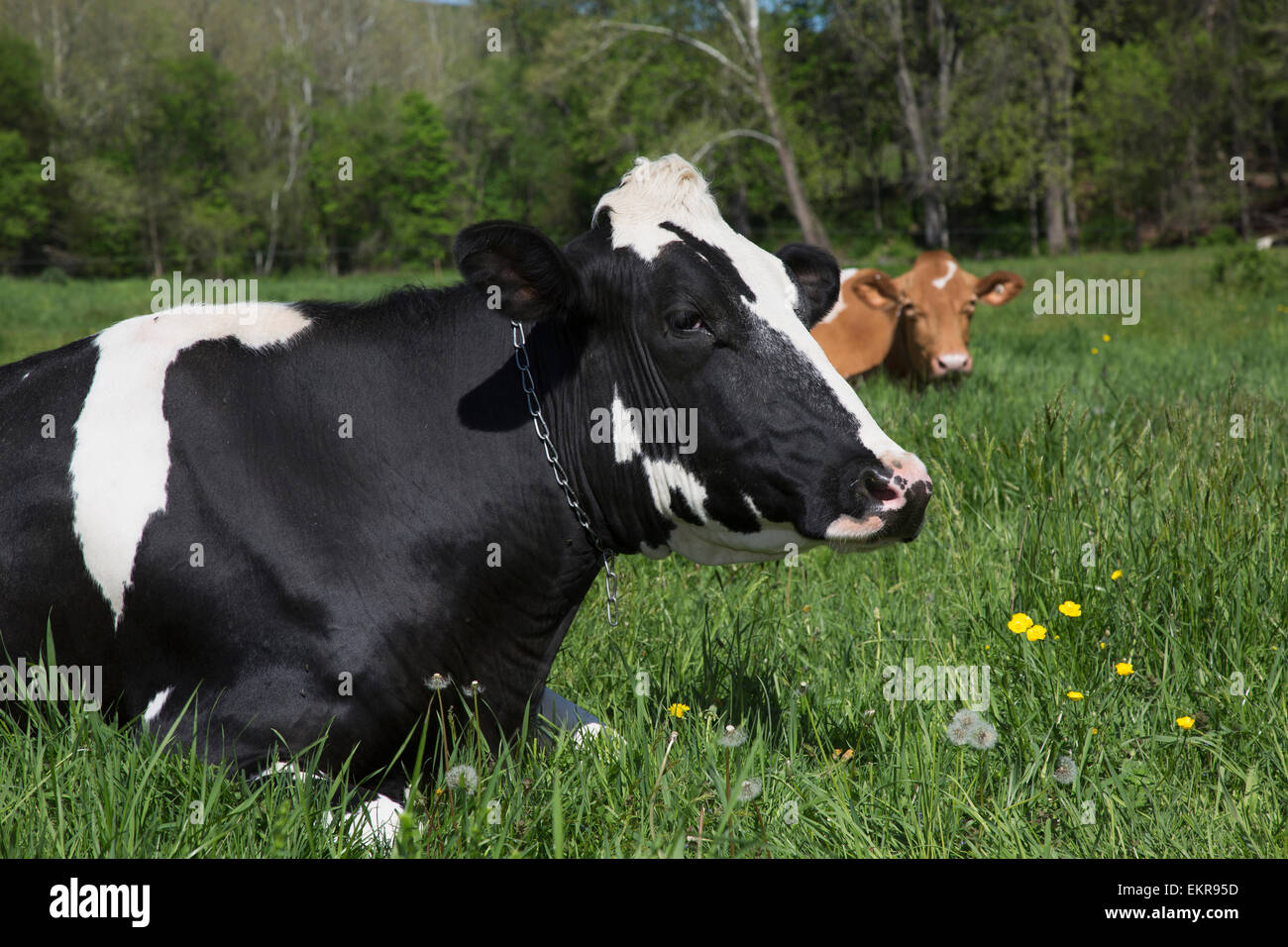 Holstein cow lying down hi-res stock photography and images - Alamy
