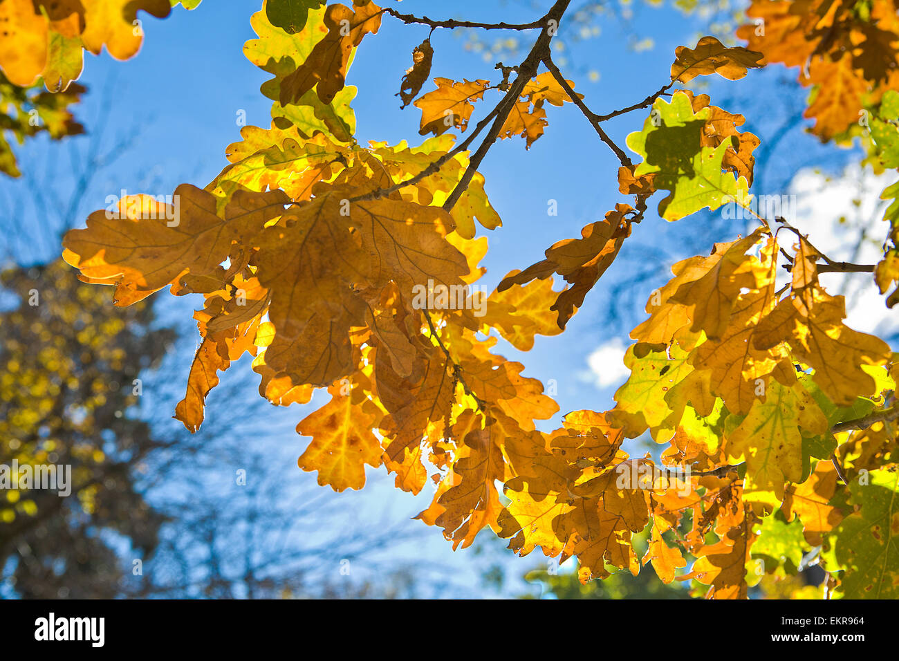 branch of oak tree with yellow leaves in sunny autumn day Stock Photo ...