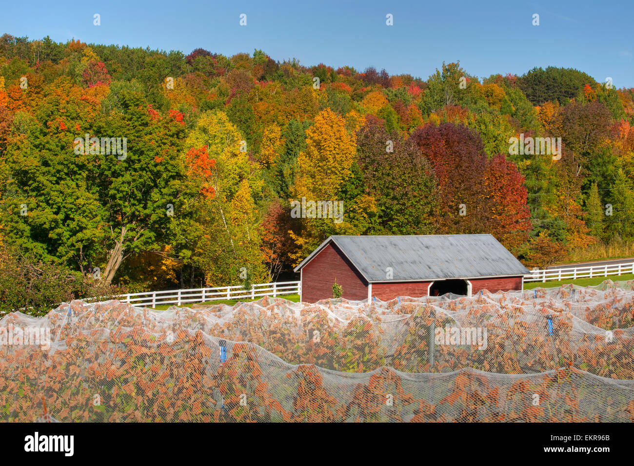 Vineyard in autumn; Knowlton, Quebec, Canada Stock Photo