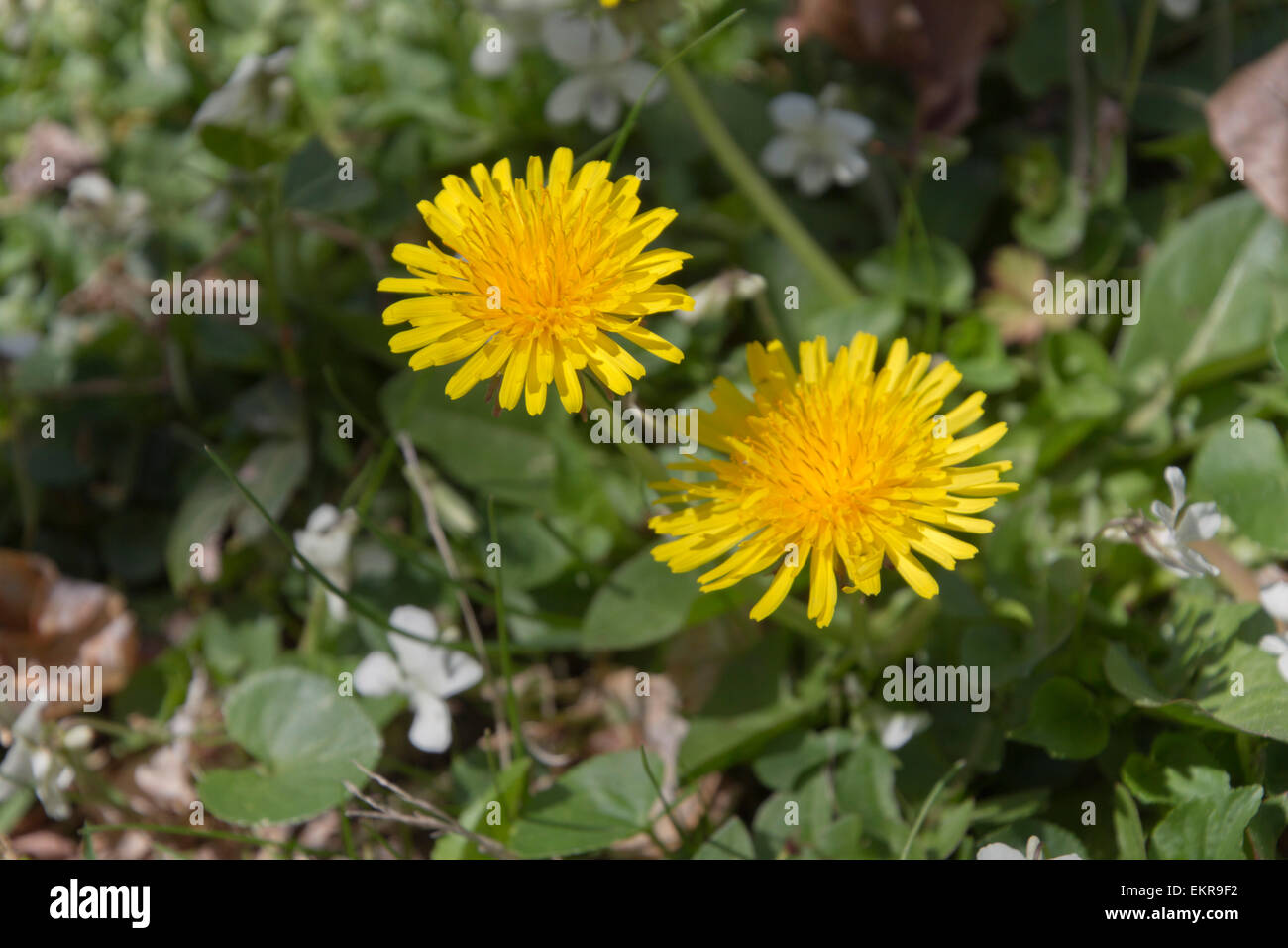 Close up of two bright yellow dandelion flowers growing next to each other amid other vegetation in Spring time Stock Photo