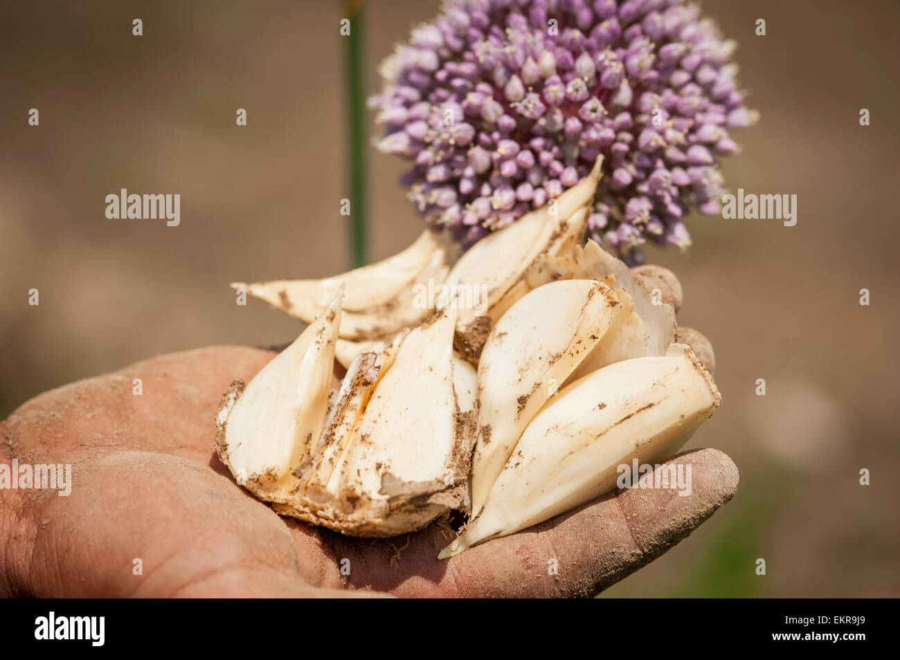 Man's hand holding garlic bulbs with purple garlic flower in the