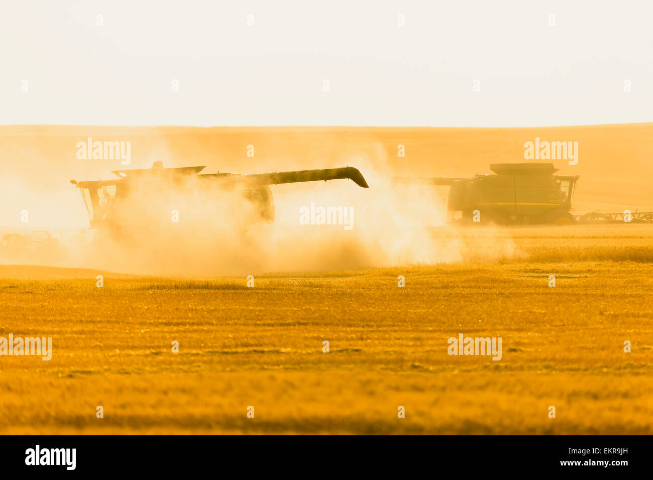 Paplow Harvesting Company custom combines a wheat field, near Ray