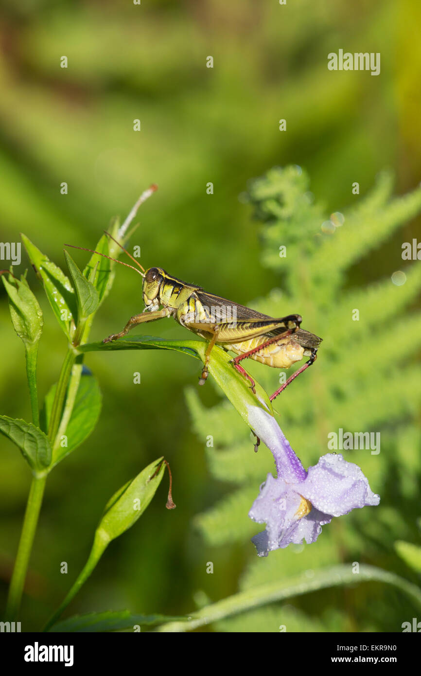 Grasshopper perched on Monkey-Flower in early morning; North Guilford, Connecticut, United States of America Stock Photo