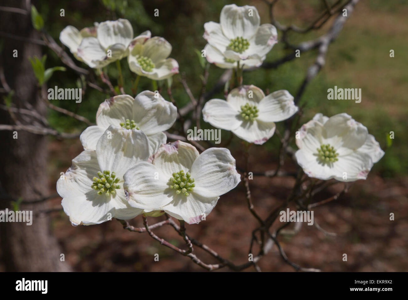 Close up a branch of white Dogwood tree flowers in Spring time Stock Photo