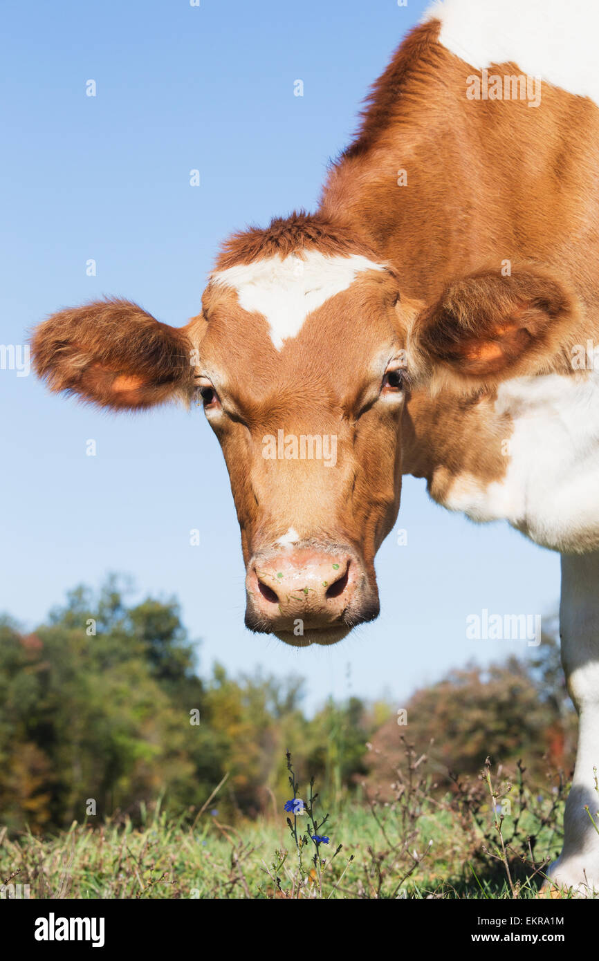 Guernsey dairy cow; Granby, Connecticut, United States of America Stock