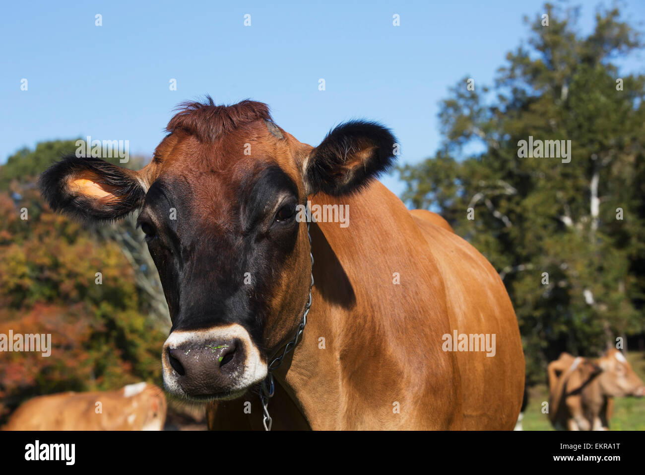 Jersey cow hi-res stock photography and images - Alamy