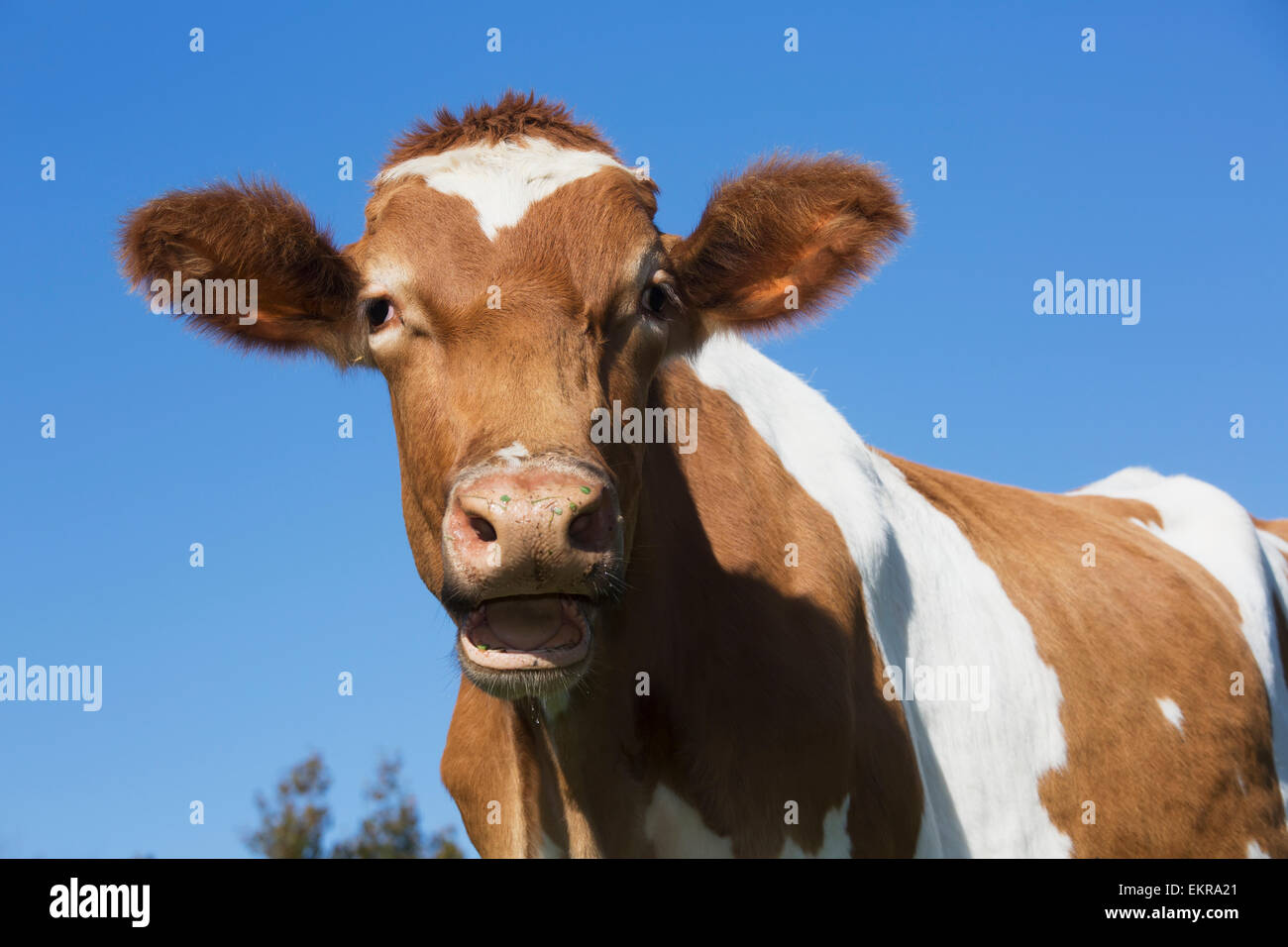 Guernsey dairy cow; Granby, Connecticut, United States of America Stock ...