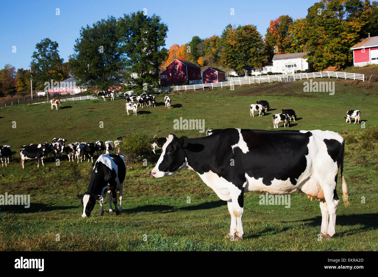 New salem holstein hires stock photography and images Alamy