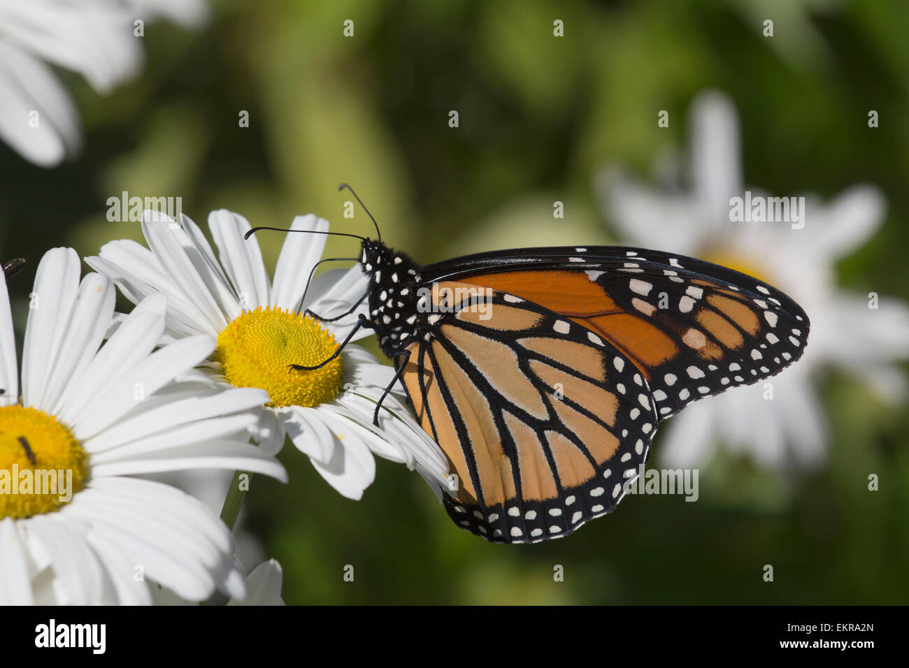Monarch Butterfly (Danaus plexippus) nectaring on a Montauk Daisy in autumn; Madison, Connecticut, United States of America Stock Photo