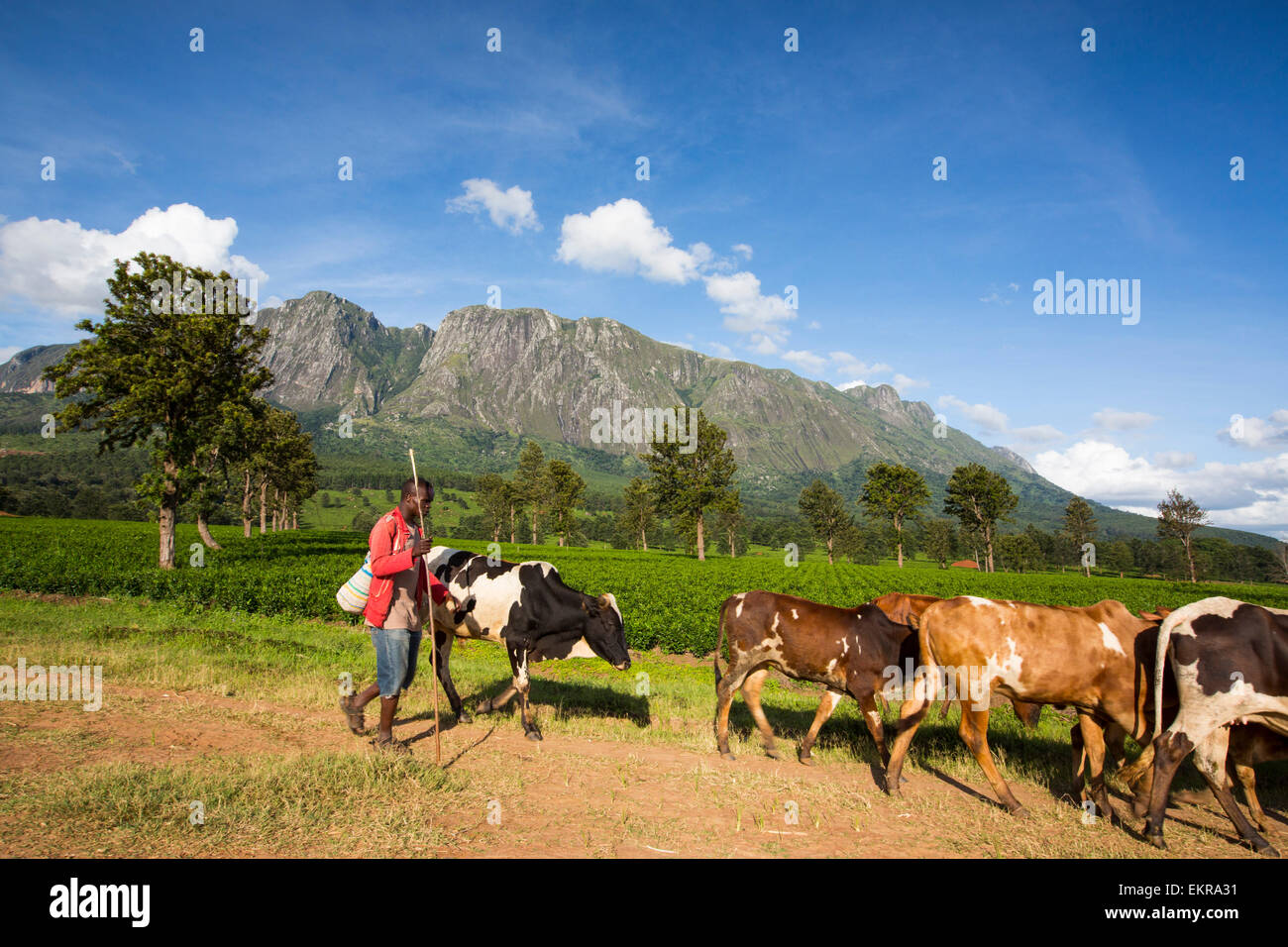 Tea plantations on the lower slopes of Mount Mulanje in Malawi, Africa, with a farmer herding his cows. Stock Photo