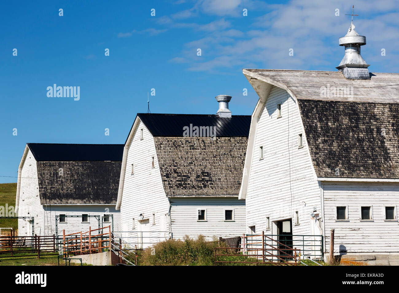 Three old white painted wooden barns with metal fences and blue sky