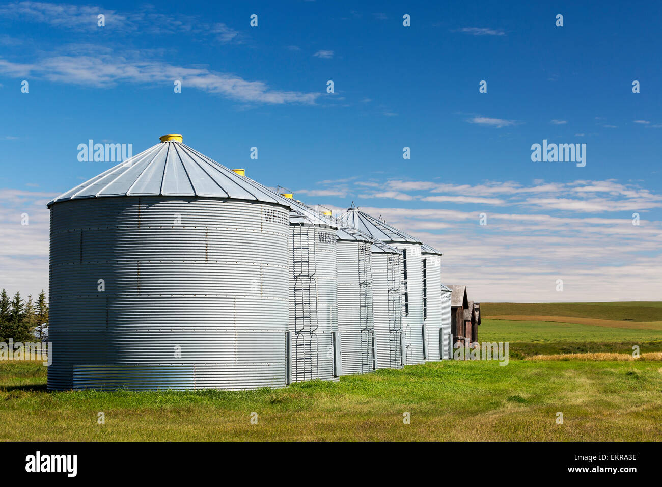 A row of metal grain bins in a field with blue sky and clouds; Alberta