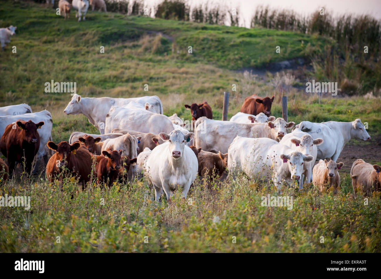 Cattle grazing in a field; Valley City, North Dakota, United States of America Stock Photo Alamy