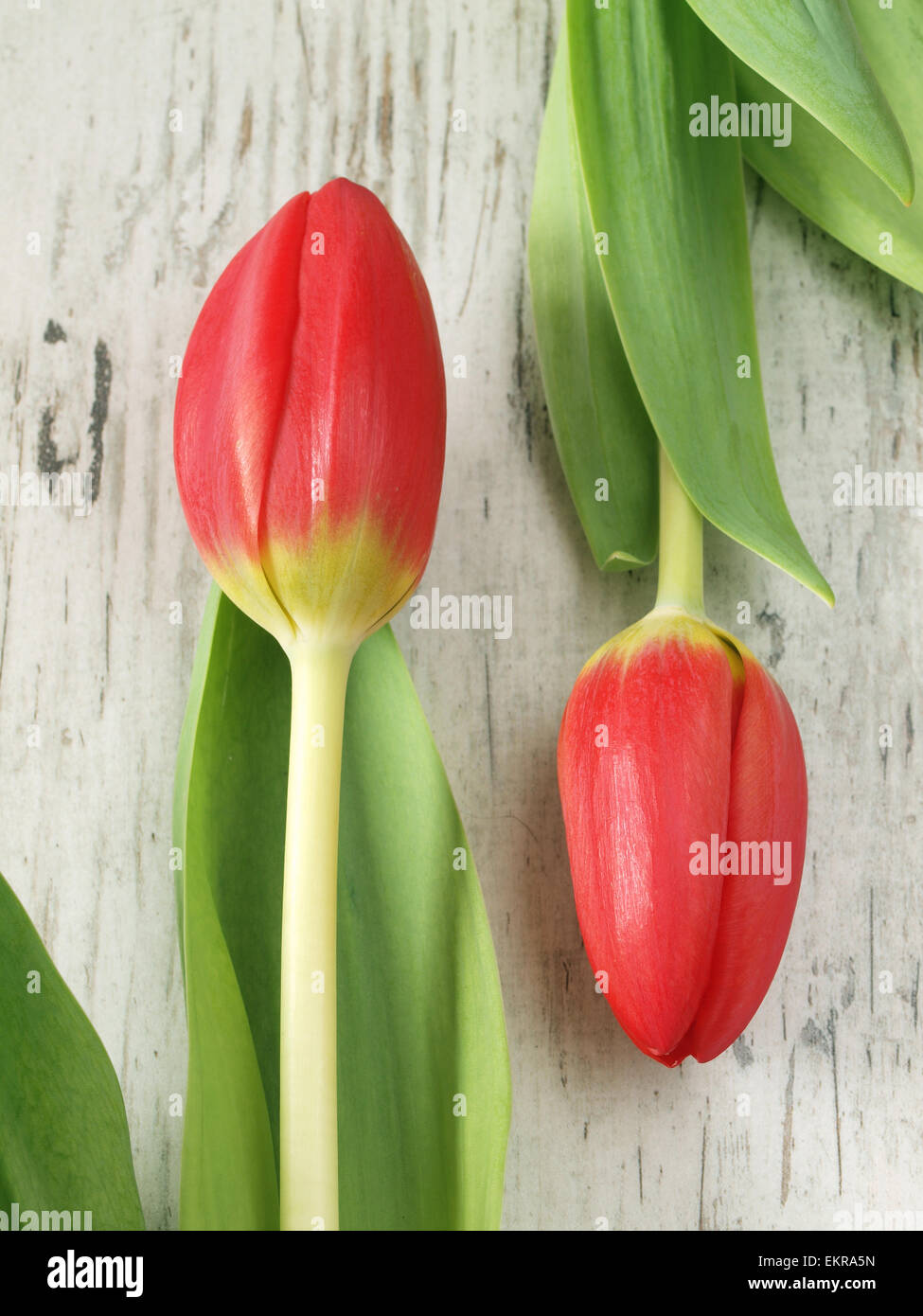 Beautiful spring tulip flowers Stock Photo