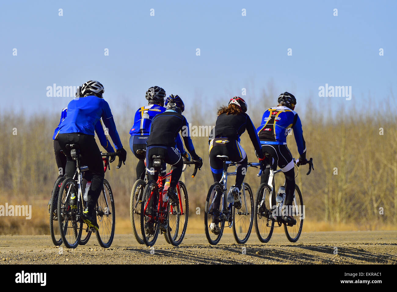 Bicycle racing team riding on a rural Alberta road. Stock Photo