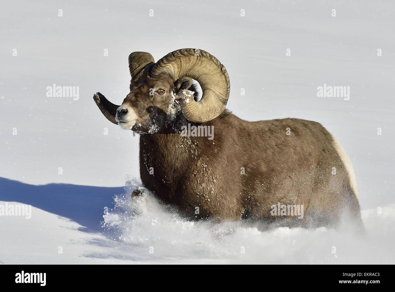 A wild rocky mountain bighorn sheep wading through the heavy snow Stock Photo